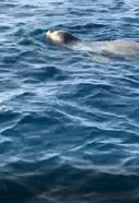 Alanya’da deniz yüzeyinde görülen fok, cep telefonu kamerasında