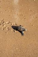 Didim’de caretta caretta yuvalarından yavru çıkışları tamamlandı
