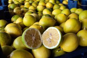 Dalında 5 TL olan limon, markette 20 katına satılıyor