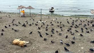 Avcılar’da havalar serinledi, sahil güvercinlere kaldı