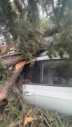 Maltepe’de kesilen ağaç 2 otomobilin üzerine devrildi