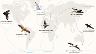 Göçmen kuşların dünya yolunda Türkiye