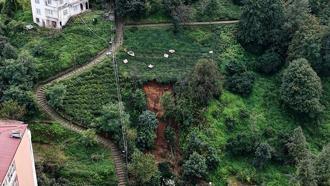 Rize'de heyelanlı bölgede çay hasadı