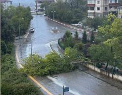 Bartın'da kuvvetli rüzgar; ağaçlar devrildi