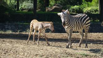 Doğduğu tesadüfen öğrenilen zebra yavrusu 'Jason', ilgi odağı oldu