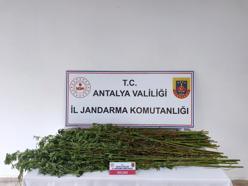 Jandarmadan uyuşturucu operasyonu