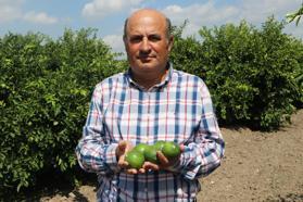 Adana'da yeni sezon limona 'yatak limon' engeli