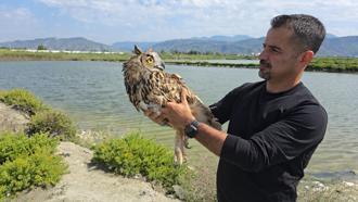 Hatay'da vurulan puhu cinsi baykuş, tedaviye alındı
