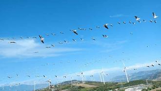 Hatay'da ak pelikanların geçişi seyirlik manzara oluşturdu