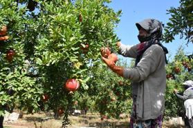 Hicaz narında hasat dönemi başladı