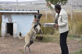 Kangal köpeklerini kışa ‘yüksek protein’ ile hazırlıyorlar