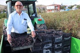 Tomarza’da aronya hasadı başladı; 40 ton  rekolte beklentisi