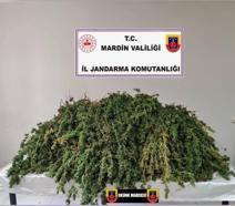 Mardin’de 43 kilo skunk ele geçirildi: 1 gözaltı