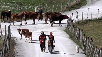 Trabzon’da, yaylacıların renkli dönüş yolculuğu / Ek fotoğraflar