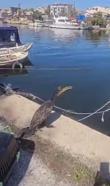Çanakkale'de kanadına misina dolanan karabatak tedavi edildi