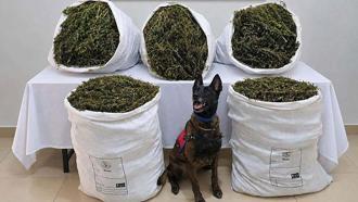 İzmir'de 54 kilo 800 gram kubar esrar ele geçirildi: 3 tutuklama