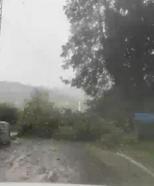 Amasra'da fırtına; çok sayıda ağaç devrildi