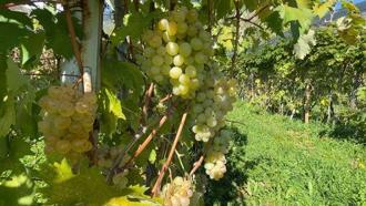 Aromasıyla meşhur 'Peterek' üzümünde hasat zamanı