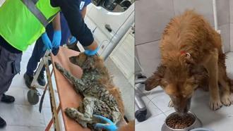İzmir’de çamur depolama alanından kurtarılan köpeğe Şanslı adı verildi