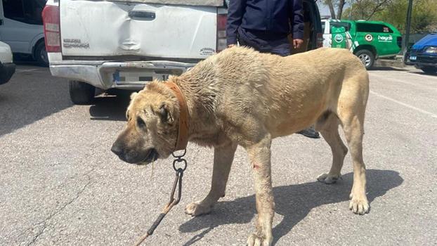 Köpek dövüştüren 14 kişiye 93 bin 808 lira ceza