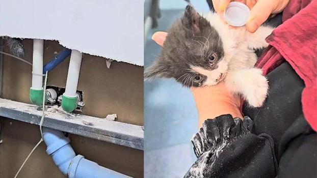 Bahçelievler'de hastanenin havalandırma boşluğuna düşen yavru kedi kurtarıldı