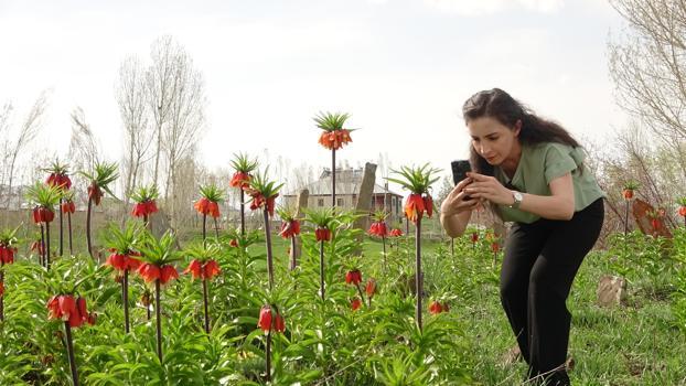 Yüksekova'da 'ters laleler' çiçek açtı