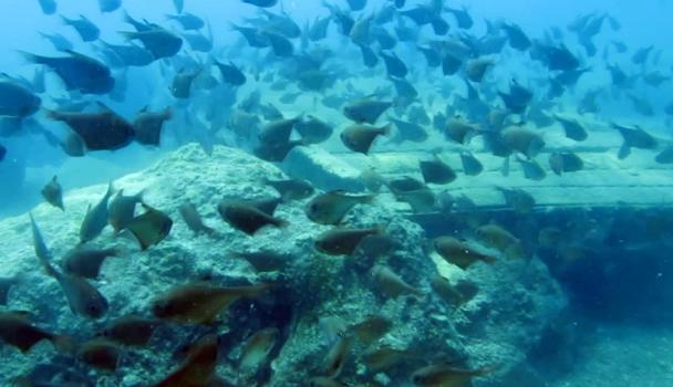 Yapay resiflerde 'istilacı tür' endişesi