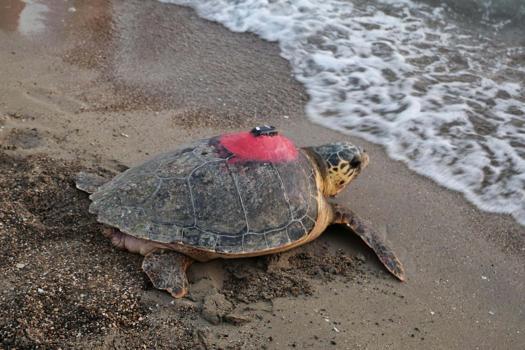 Deniz kaplumbağası 'Tuba'dan 3 aydır sinyal alınamıyor
