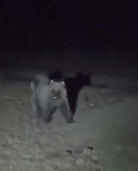 Tokat'ta kış uykusundan uyanan ayılar görüntülenmeye başlandı