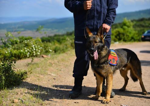 Kırklareli'deki selde 1 kişinin cesedini bulan kadavra köpeği 'Denek', Korhan Berzeg'in izini sürüyor