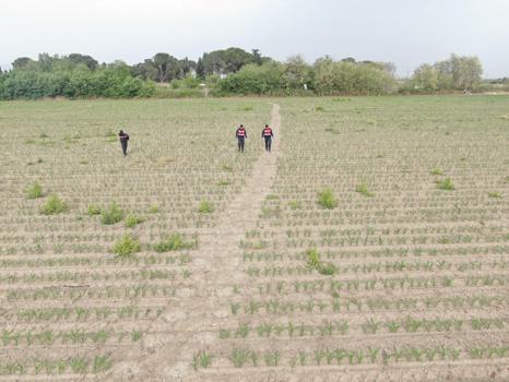 Salihli'de mısır tarlasında 550 kök hintkeneviri ele geçirildi