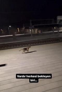 Sokak köpeği, kendisini besleyen makinisti görüp, kullandığı trenin yanında koştu