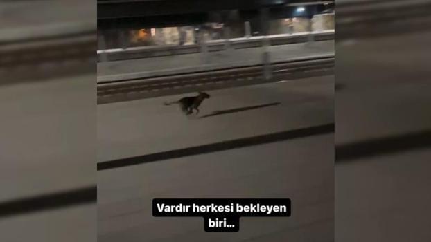 Sokak köpeği, kendisini besleyen makinisti görüp, kullandığı trenin yanında koştu