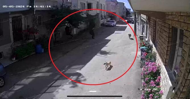 Sokak köpeklerinin saldırdığı 3 çocuktan 2'si yaralandı; olay anı kamerada