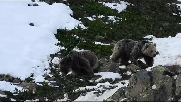 Kış uykusundan uyanan ayıların yiyecek arayışı kamerada
