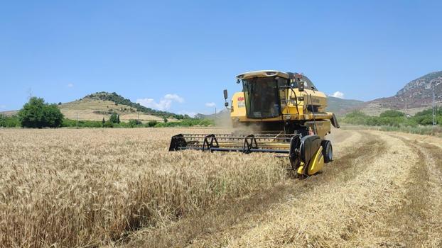 Kozan'da buğday hasadı başladı