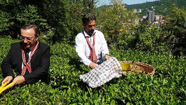 Çaykur Rizespor Teknik Direktörü İlhan Palut çay hasadında