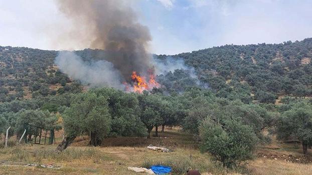 İzmir'de zeytinlik alanda yangın