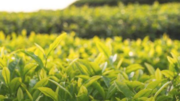Tarım ve Orman Bakanlığı: 2024 yılı yaş çay alım fiyatı kilogram başına 17 lira olarak belirlendi