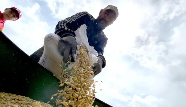 Kavılca buğdayı, 3 bin tonluk üretim kapasitesi ile ulusal pazara açıldı