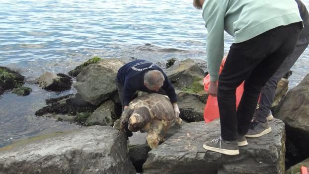 İstanbul- Avcılar sahilinde ölü caretta caretta bulundu