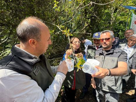 Bartın ve Zonguldak’ta gal arısıyla mücadele için 4 yılda 20 bin ‘terminatör böcek' ormana salındı