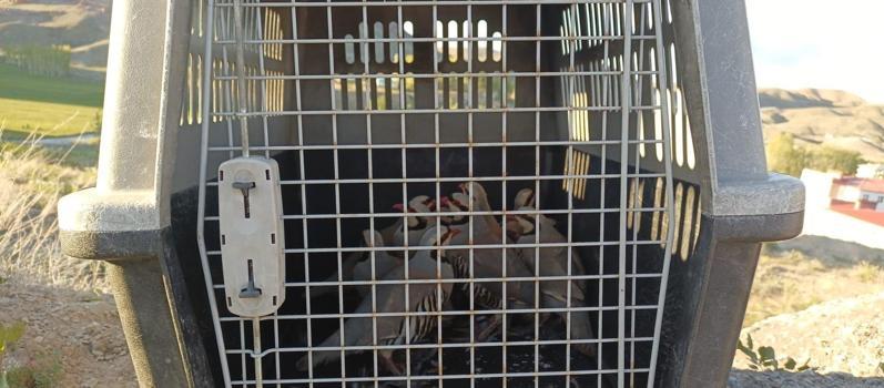 Van'da keklik avcılarına ceza