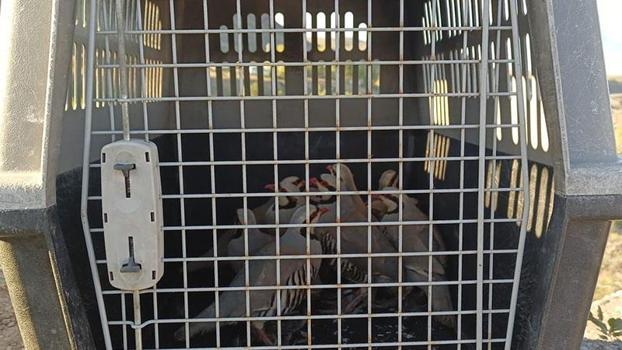 Van'da keklik avcılarına ceza