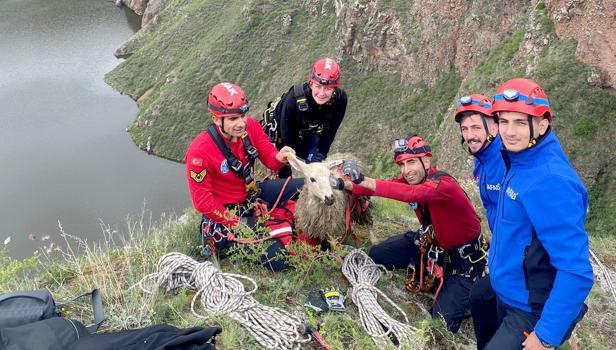 Ardahan'da kayalık bölgeye düşen koyunu ekipler kurtardı