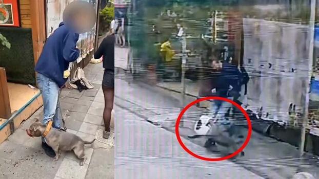 Kadıköy'de Pitbull dehşeti; kediye saldırdığı anlar kamerada