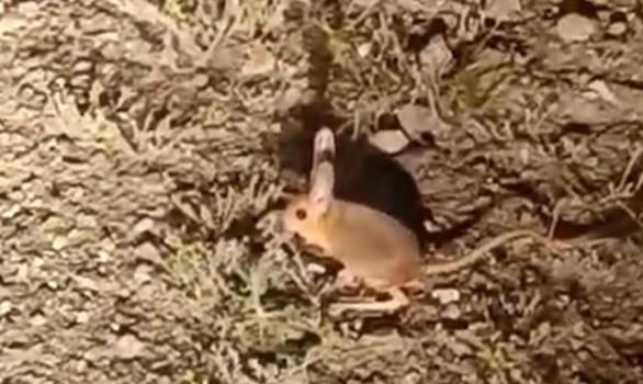 Antalya'da kanguru faresi görüntülendi
