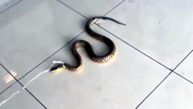 Fabrika sahibi, yakaladığı yılanın boynuna ip bağlayıp video çekti