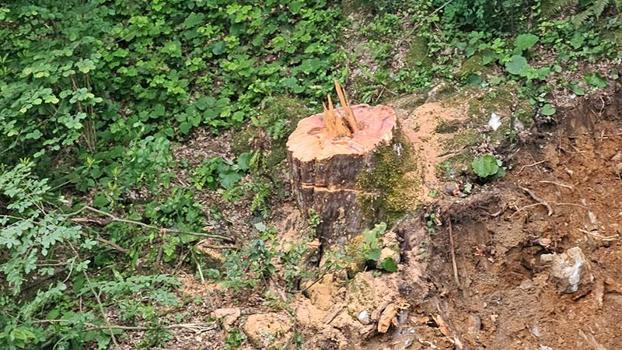 Zonguldak'ta 1183 yaşındaki porsuk ağacının kesilmesine suç duyurusu
