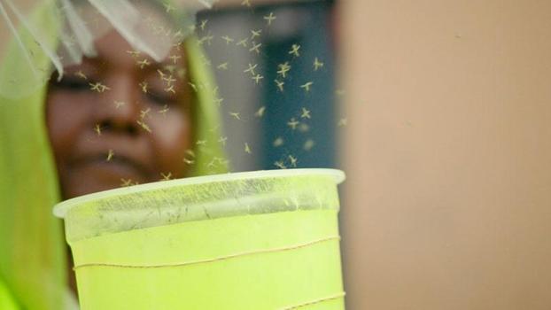 Cibuti’de sıtmaya karşı genetiği değiştirilmiş sivrisinekler doğaya salındı